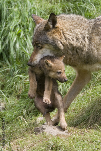 Wölfin mit ihren Welpen © Alexander von Düren