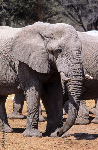 African Elephant  Etosha  Namib