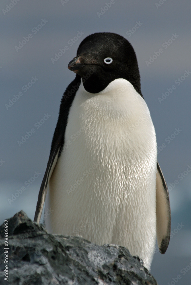 Obraz premium Adelie Penguin