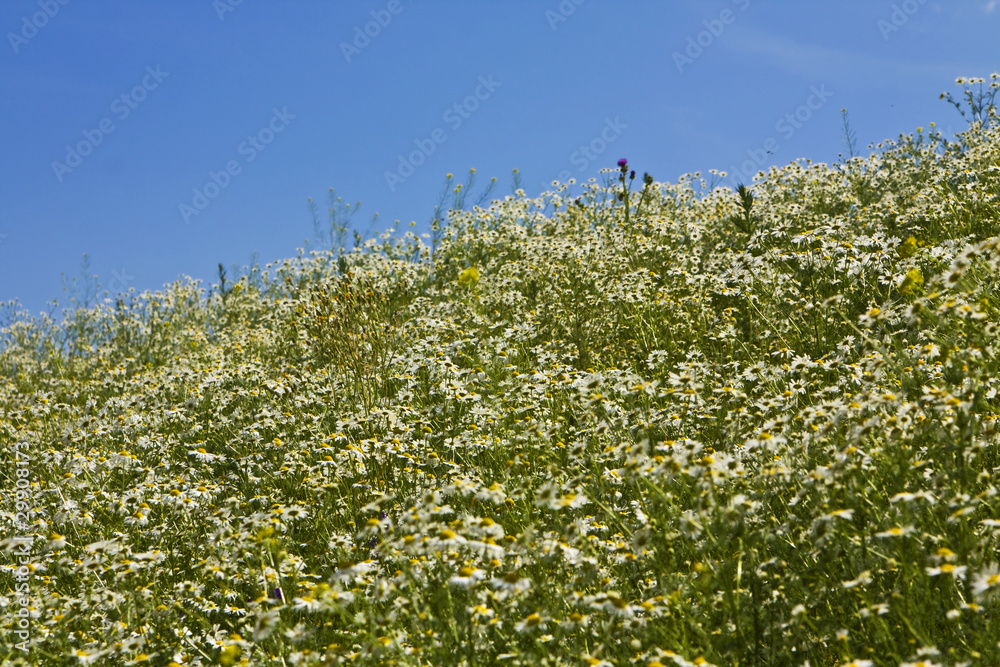 Meadow with camomiles