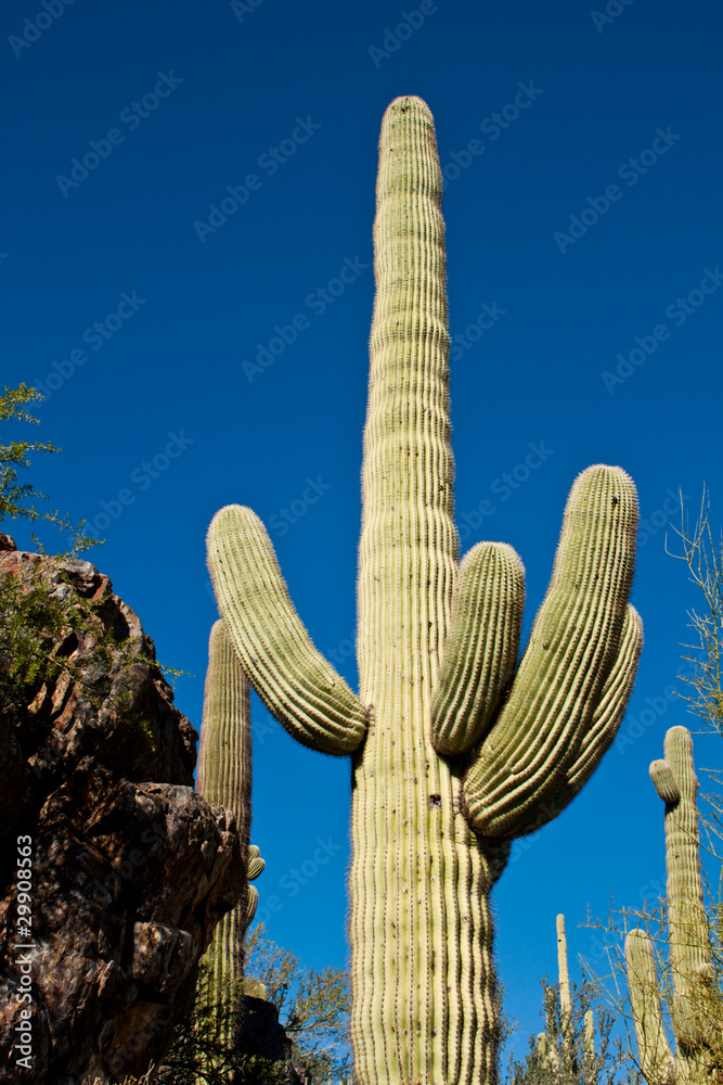 Tall Cactus