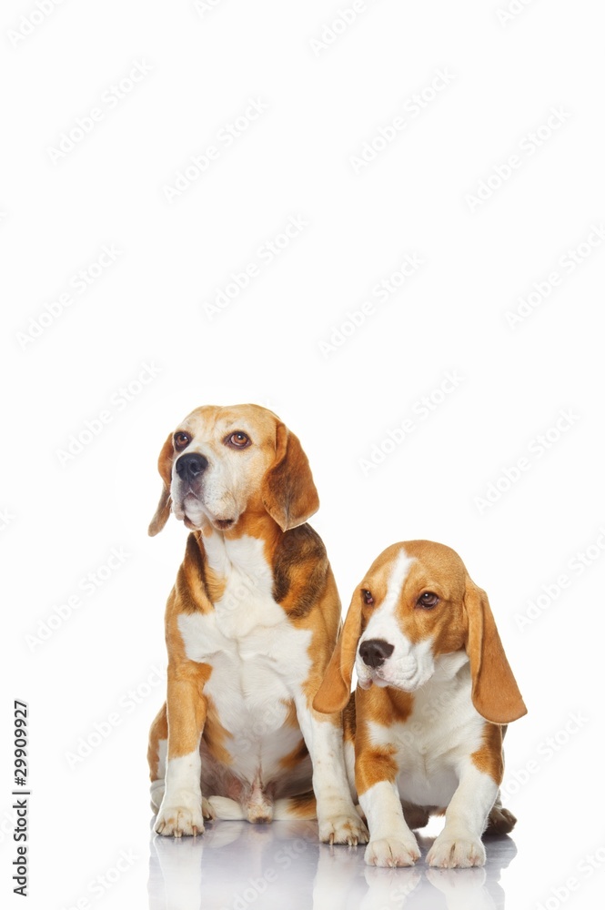 Two beagle dogs isolated on white background