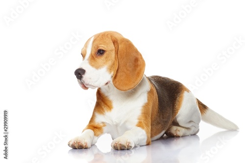 Beagle dog isolated on white background © Nejron Photo