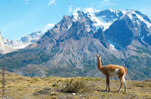 Guanaco in Torres del Paine national park admiring the mountains