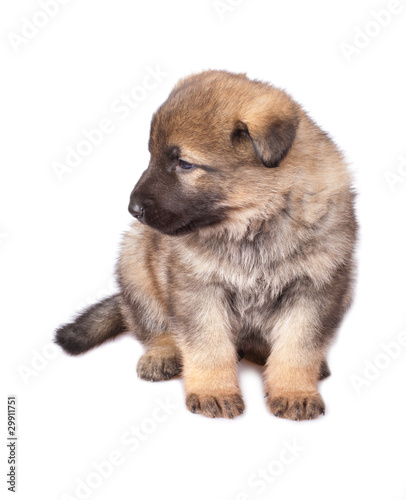 sheepdogs puppy isolated on white background