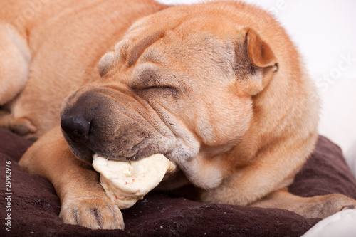 sharpei dog