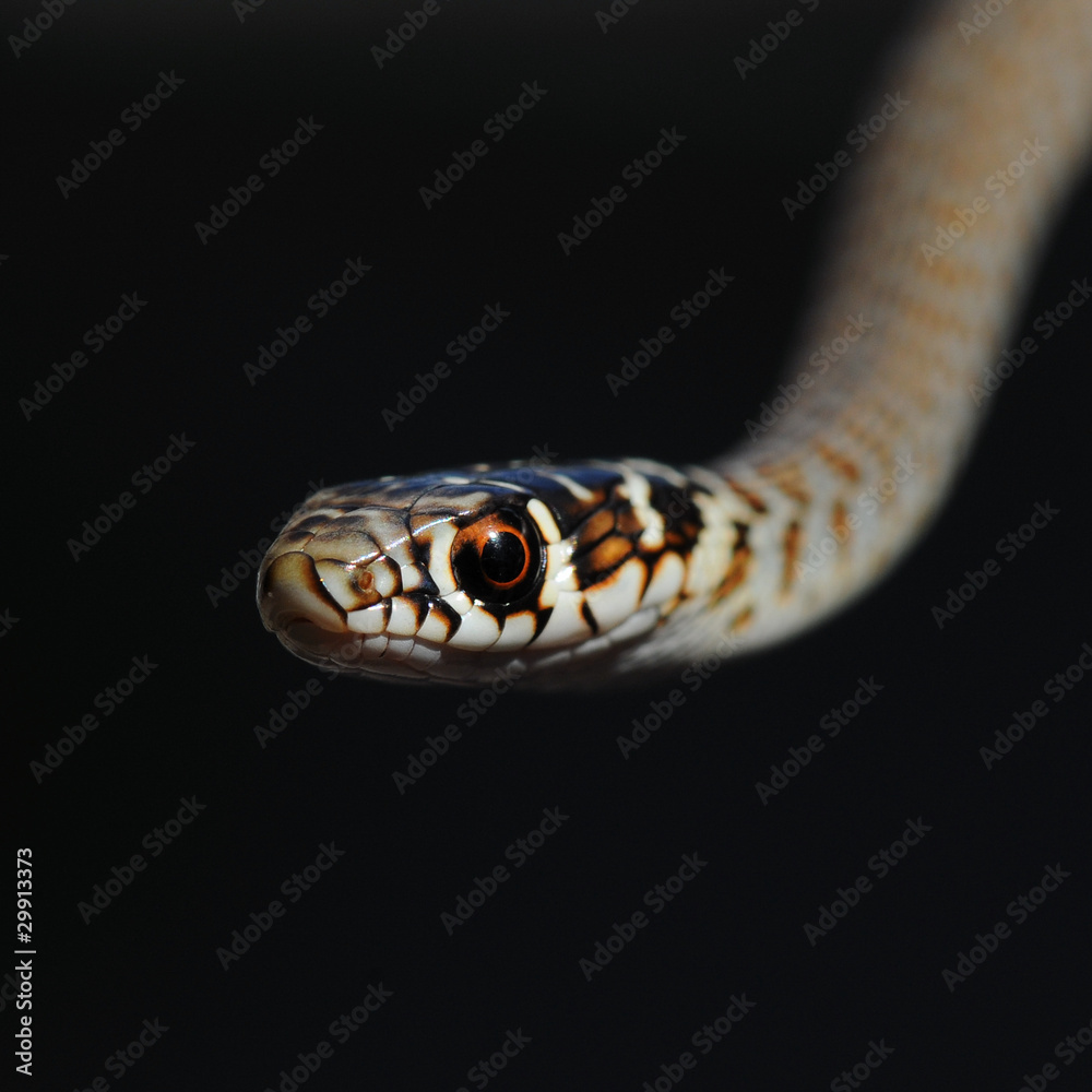 Obraz premium Coluber viridiflavus - Hierophis viridiflavus