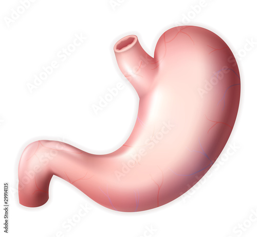Human stomach