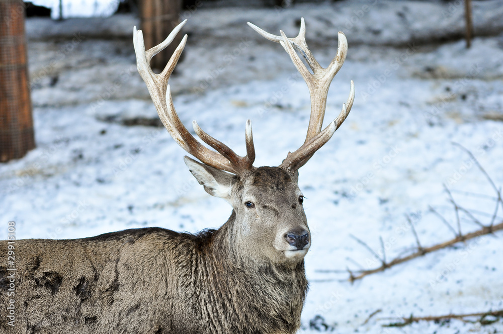 Portrait Hirsch mit Geweih vor Bäumen Portrait Hirsch mit Geweih vor Bäumen