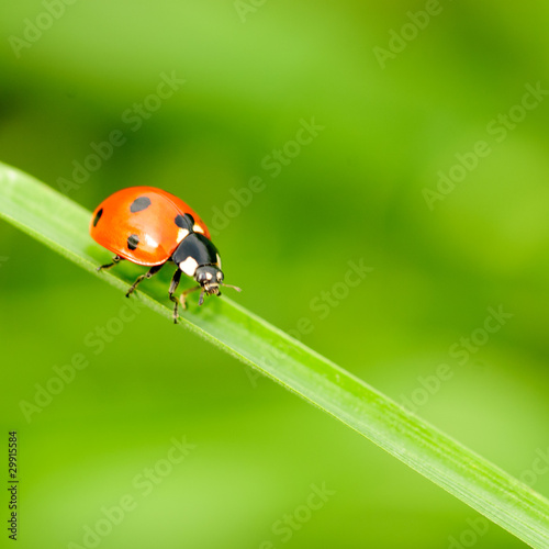 ladybird on grass
