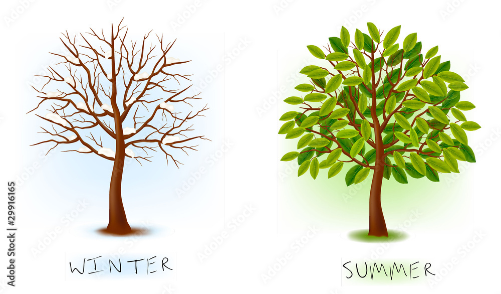 Two seasons - winter, summer. Art tree. Vector illustration. Stock ...