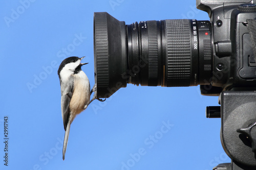 Chickadee On A Camera