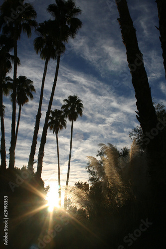 Palm Trees