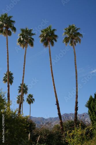 Desert Palms