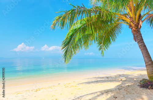 tropikalna plaża z palmą kokosową
