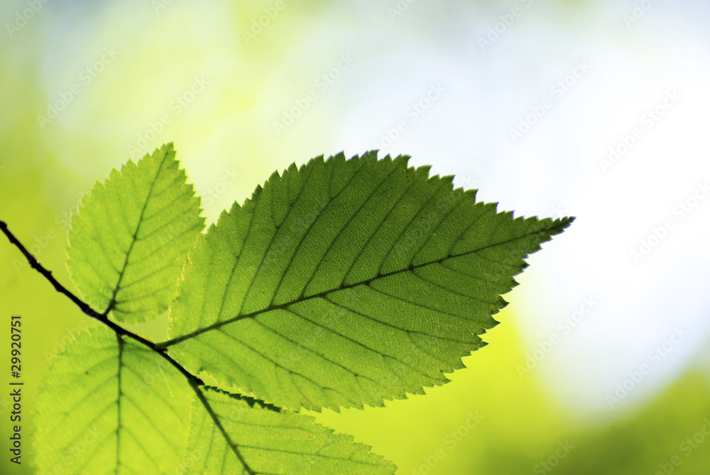 leaves leaves