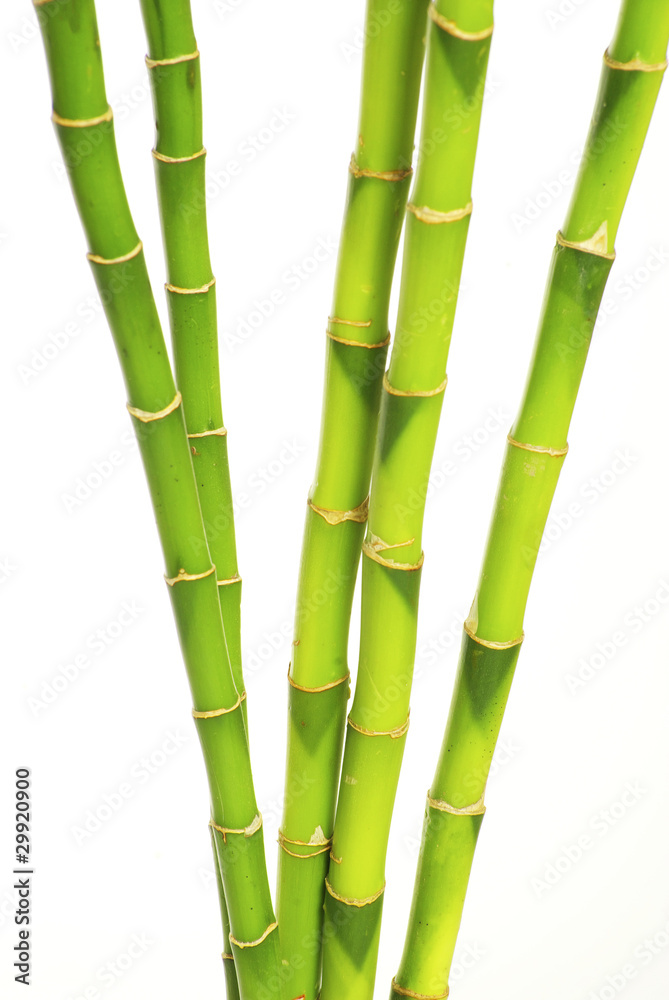 Obraz premium green bamboo