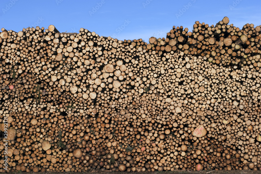 Stacked timber logs