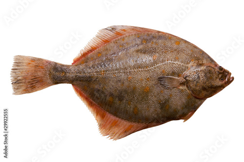 Canvas-taulu Flounder