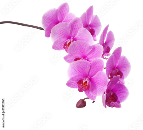 Fototapeta Naklejka Na Ścianę i Meble -  pink orchid  isolated on white background