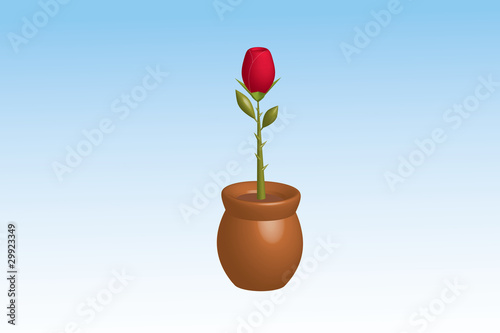 rosa