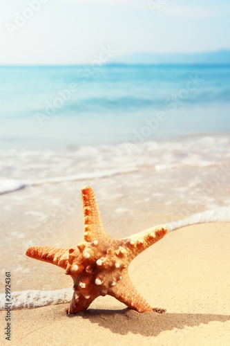 starfish on beach