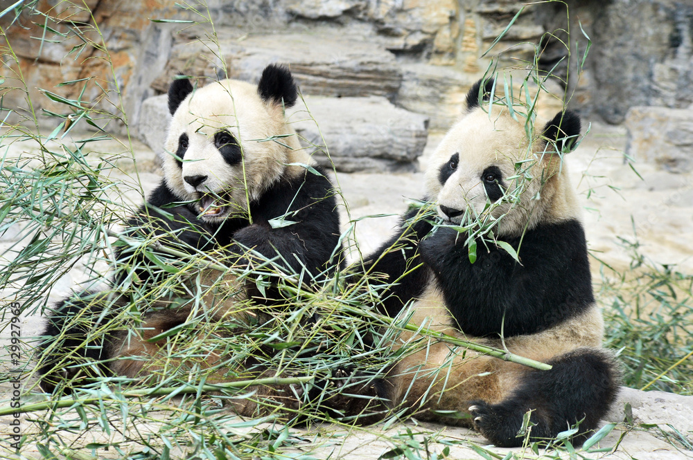 Naklejka premium Panda Bears w Pekinie w Chinach
