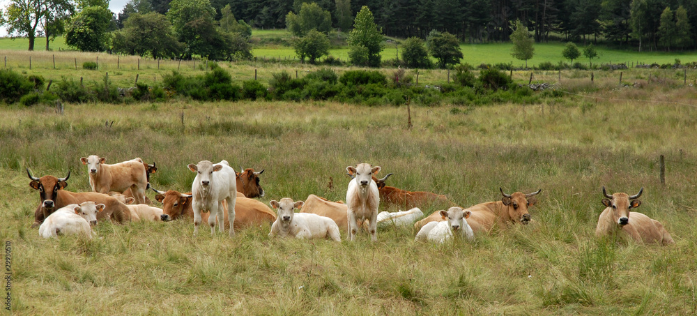 Obraz premium vaches et veaux