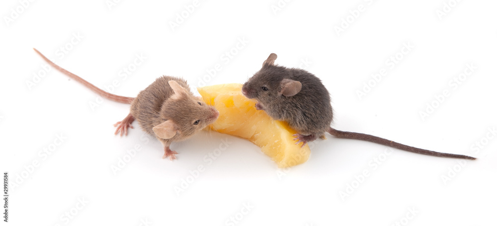 Fototapeta premium Mice and cheese