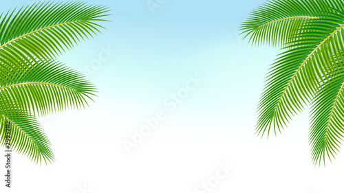 Palm branches against the blue sky.