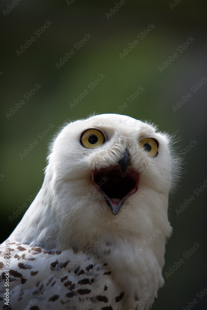 Obraz premium Owl