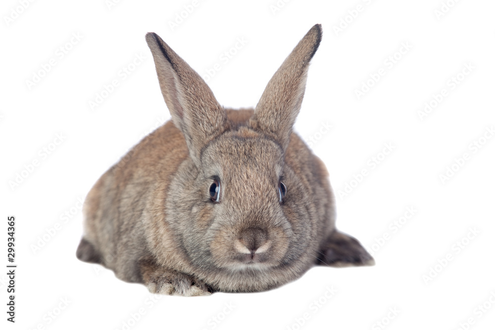 Obraz premium Nice brown bunny