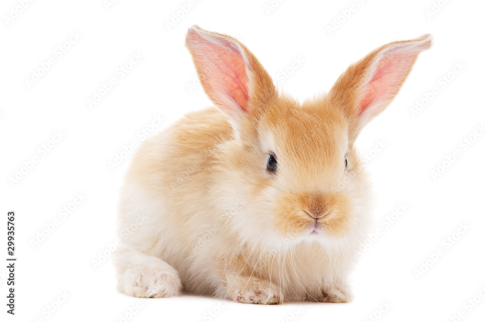 one young baby rabbit isolated