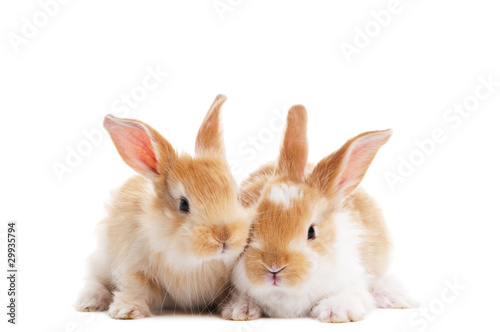 two young baby rabbit isolated © Kadmy