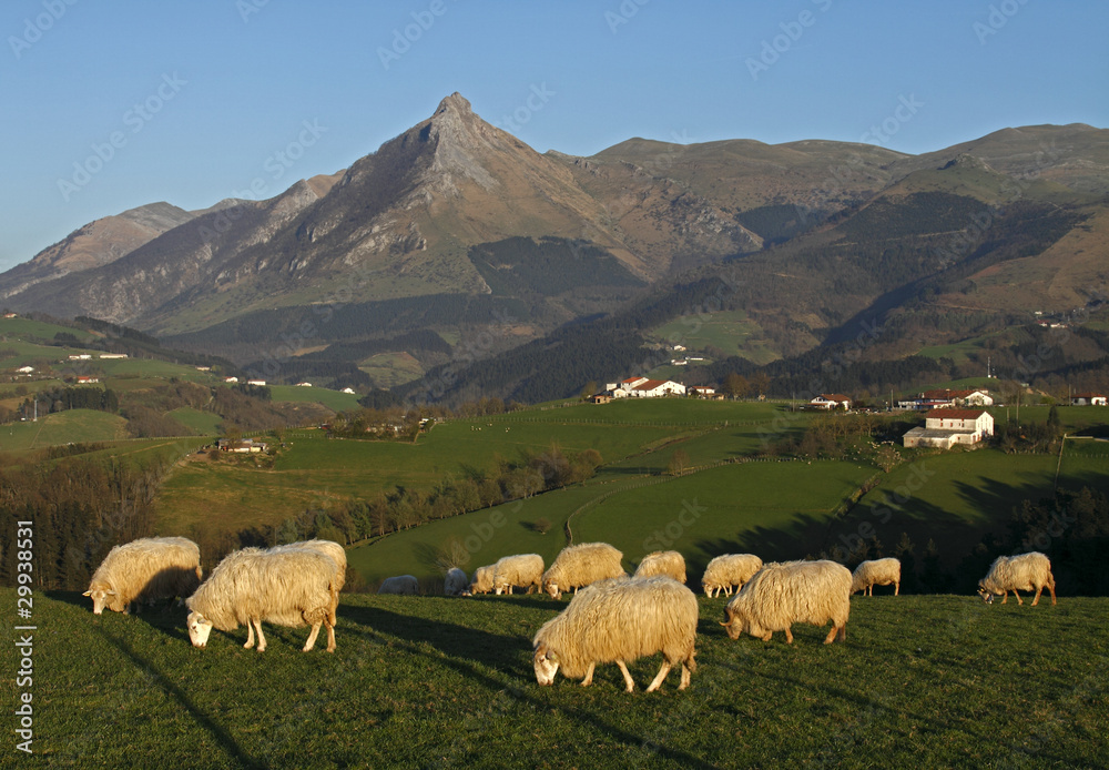 Fototapeta premium Grazing sheep with mountains in the background