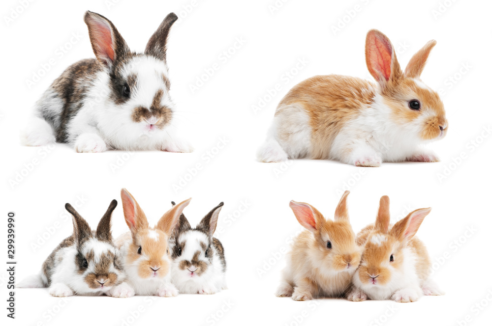 Obraz premium set of baby bunny rabbits