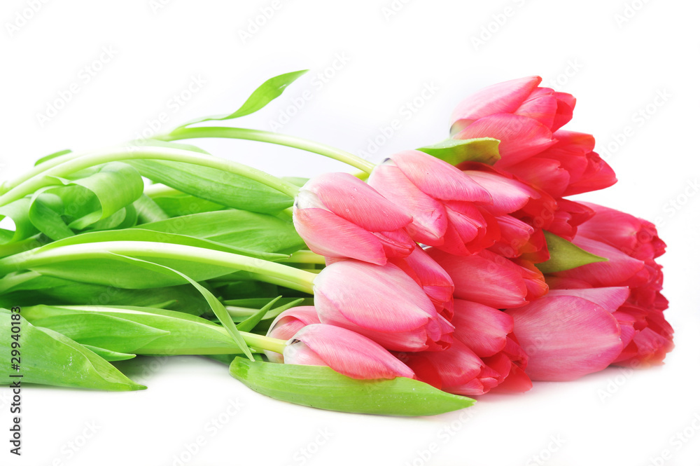 red tulips red tulips