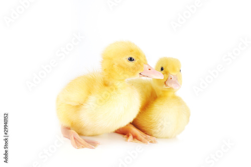 yellow fluffy ducklings