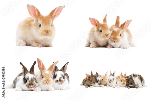 set of baby bunny rabbits © Kadmy