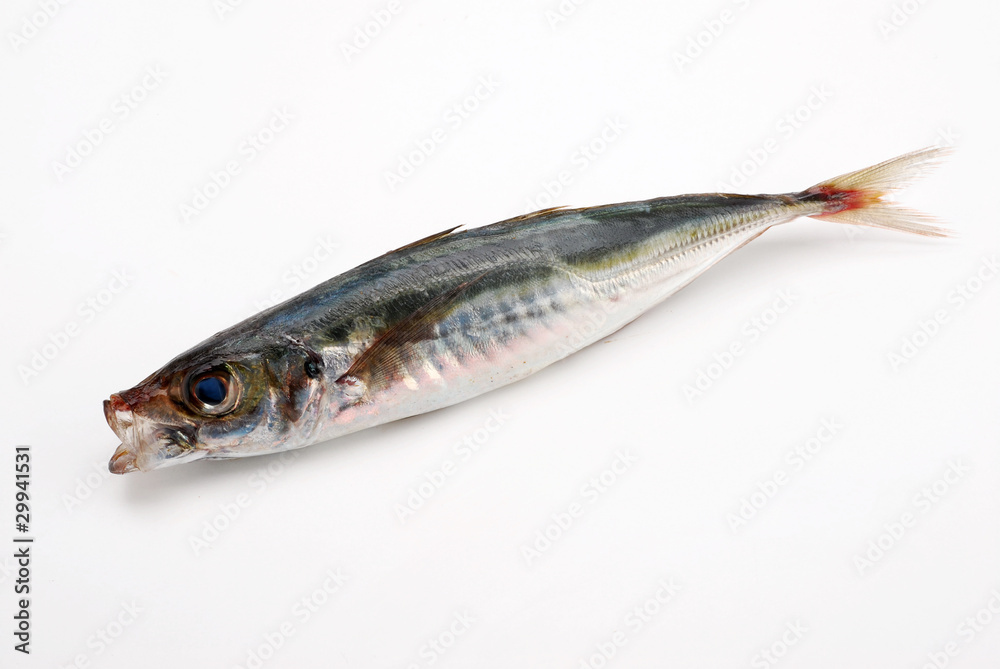 PESCE 1 PESCE 1