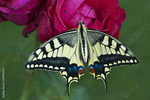 Papilio Machaon photo