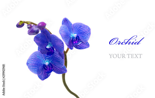 Blue orchid