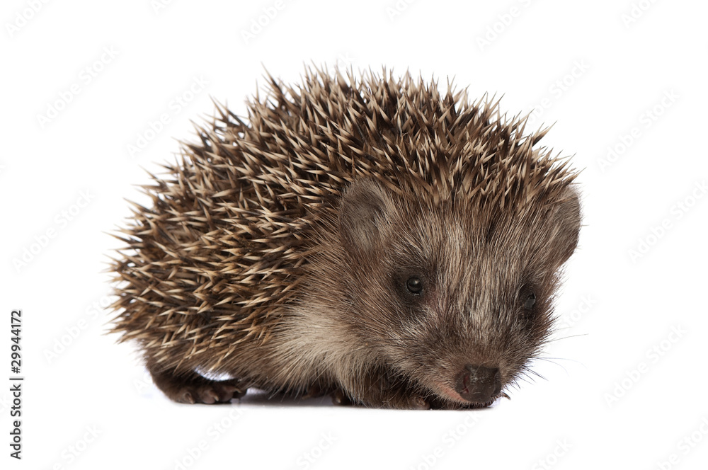 hedgehog hedgehog