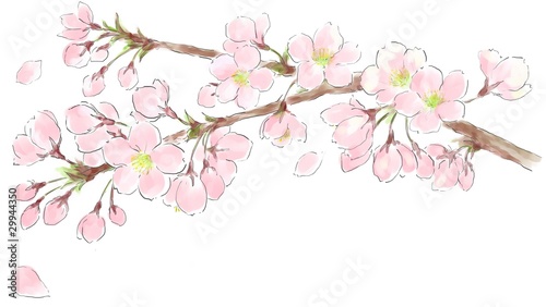桜 © Harusame