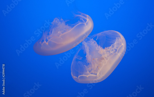 Image of beautiful moon jelly fish in aquarium