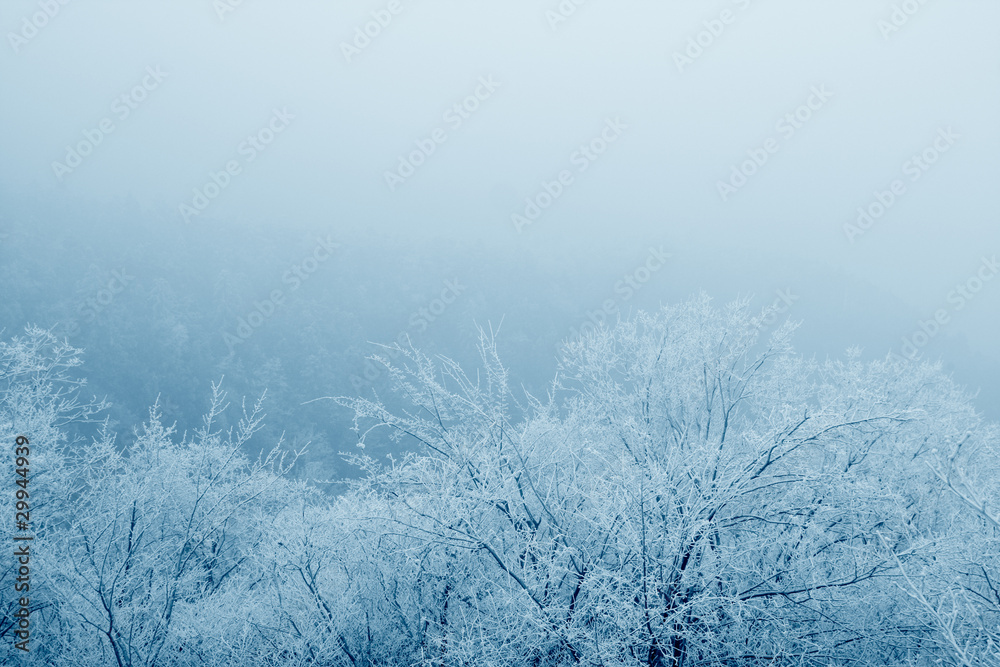 Obraz premium rime on the branches in fog