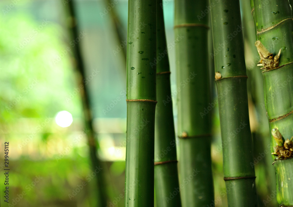 bamboo bamboo