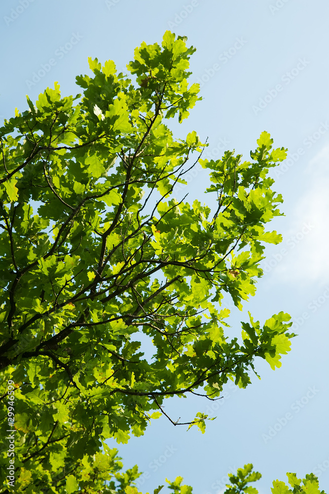 Fototapeta premium oak leaves, brightly backlit against sky