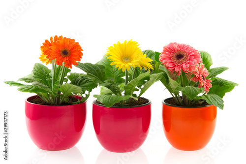 Colorful Gerber in row pots