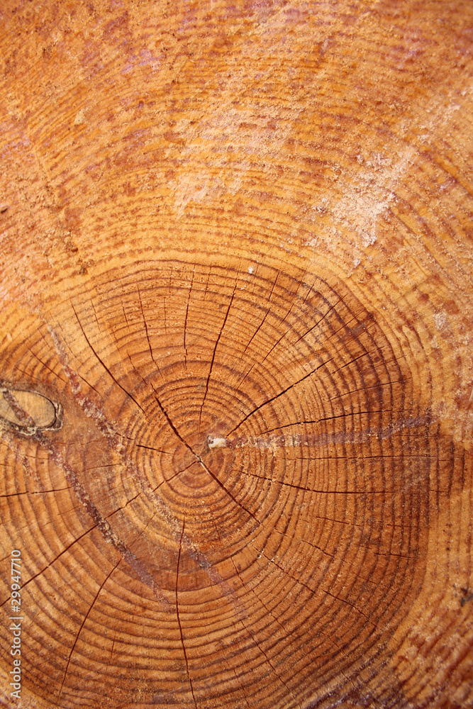 Naklejka premium wood